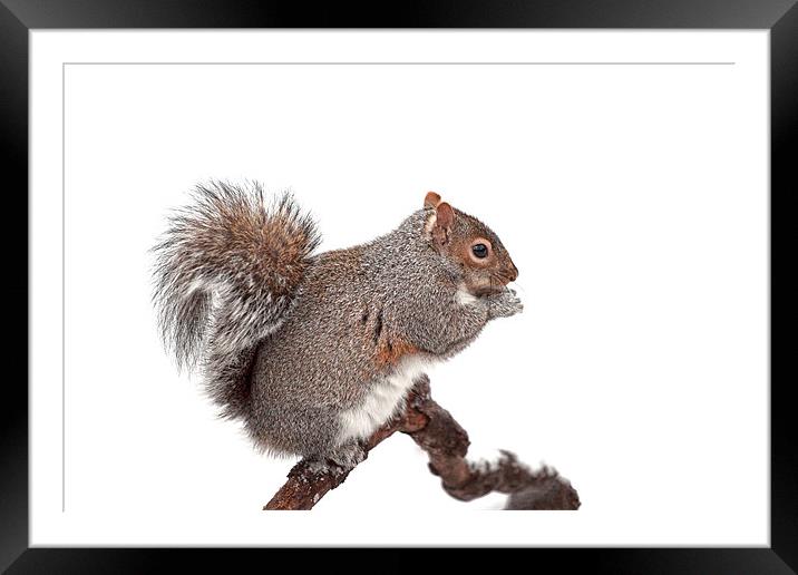 Grey Squirrel Framed Mounted Print by Grant Glendinning