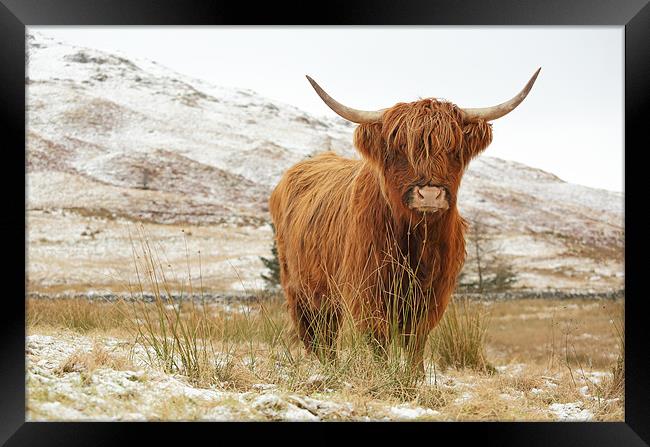 Highland Cow Framed Print by Grant Glendinning