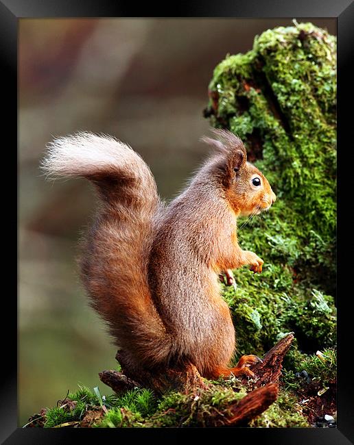 Red Squirrel Framed Print by Grant Glendinning