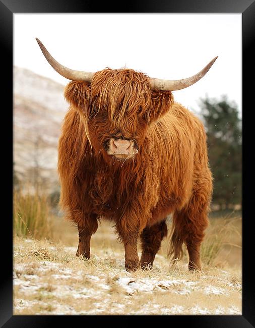 Highland Cow Framed Print by Grant Glendinning