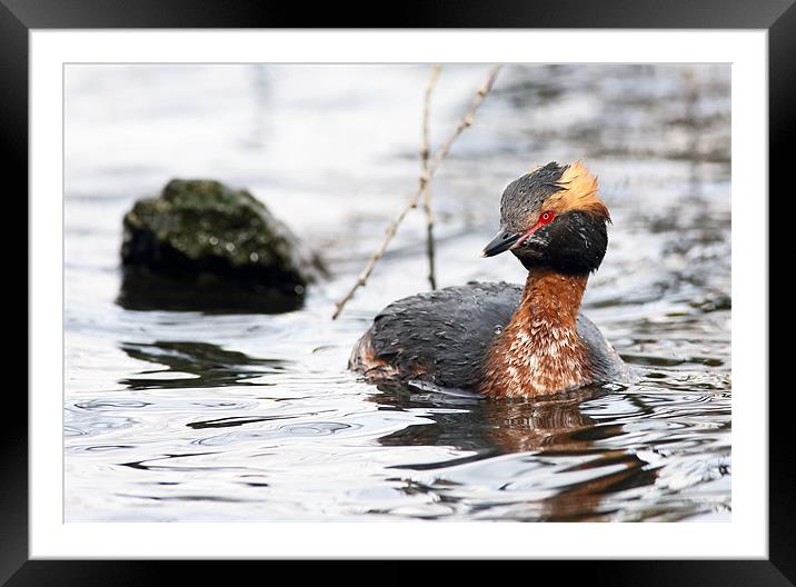 Slavonian grebe Framed Mounted Print by Grant Glendinning