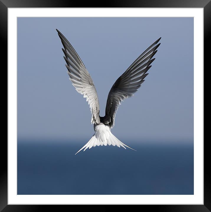 Tern Framed Mounted Print by Grant Glendinning