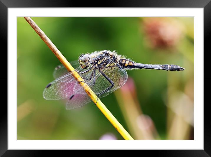 Black Darter Dragonfly Framed Mounted Print by Grant Glendinning
