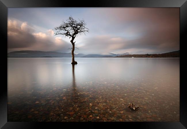 Loch Lomond Tree Framed Print by Grant Glendinning