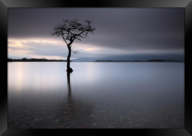 Loch Lomond Tree Framed Print by Grant Glendinning