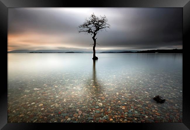 Lone Tree Framed Print by Grant Glendinning