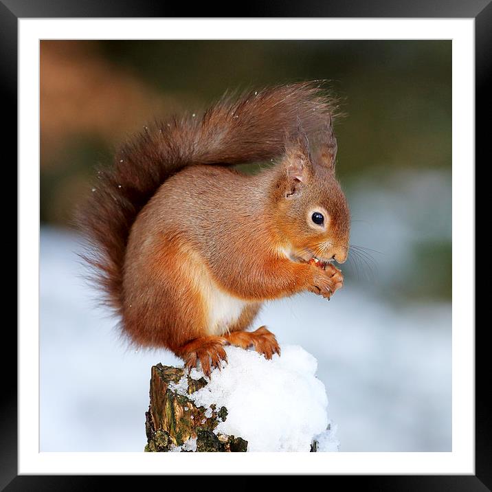  Red Squirrel Framed Mounted Print by Grant Glendinning