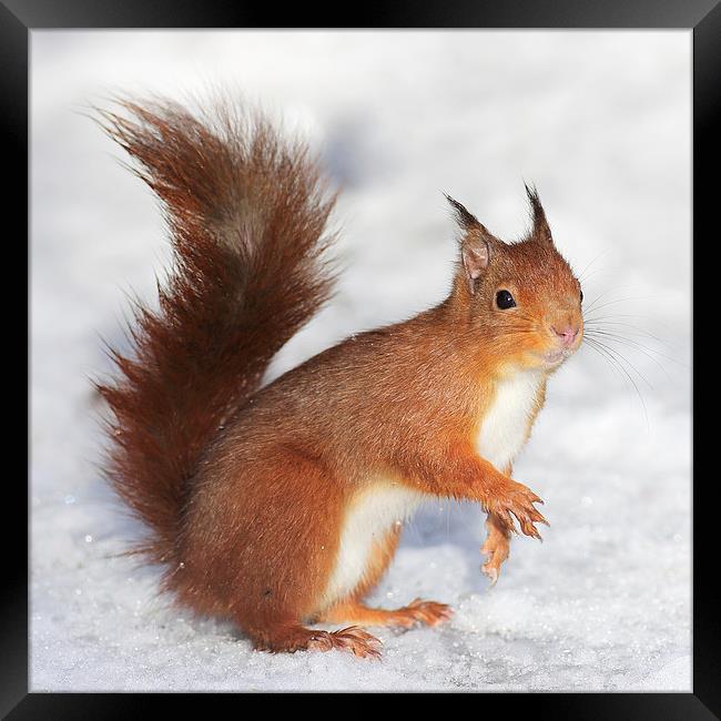 Red Squirrel in snow Framed Print by Grant Glendinning