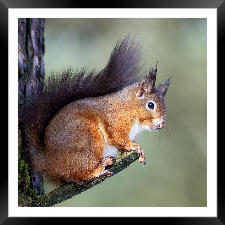  Red Squirrel Framed Mounted Print by Grant Glendinning