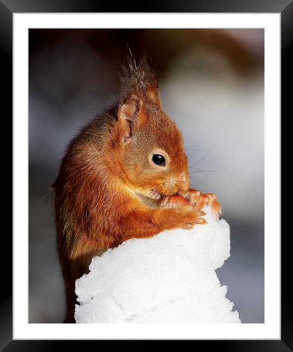 Red Squirrel  Framed Mounted Print by Grant Glendinning