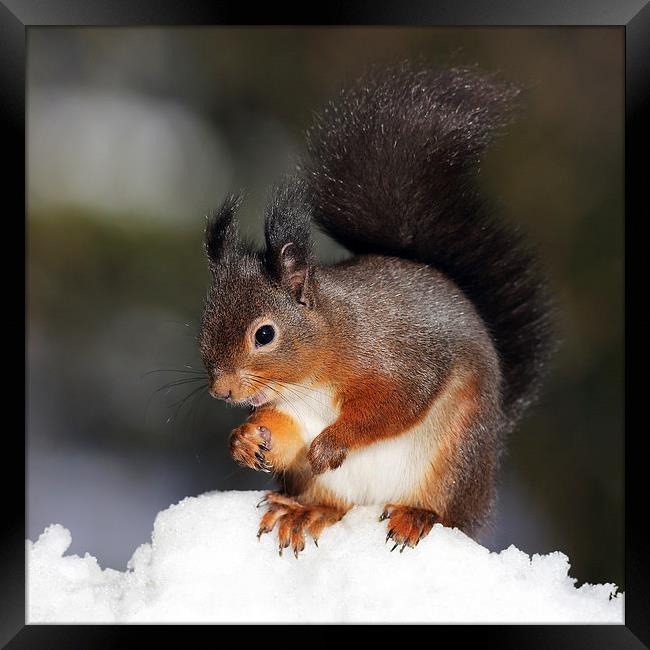 Red Squirrel in snow Framed Print by Grant Glendinning