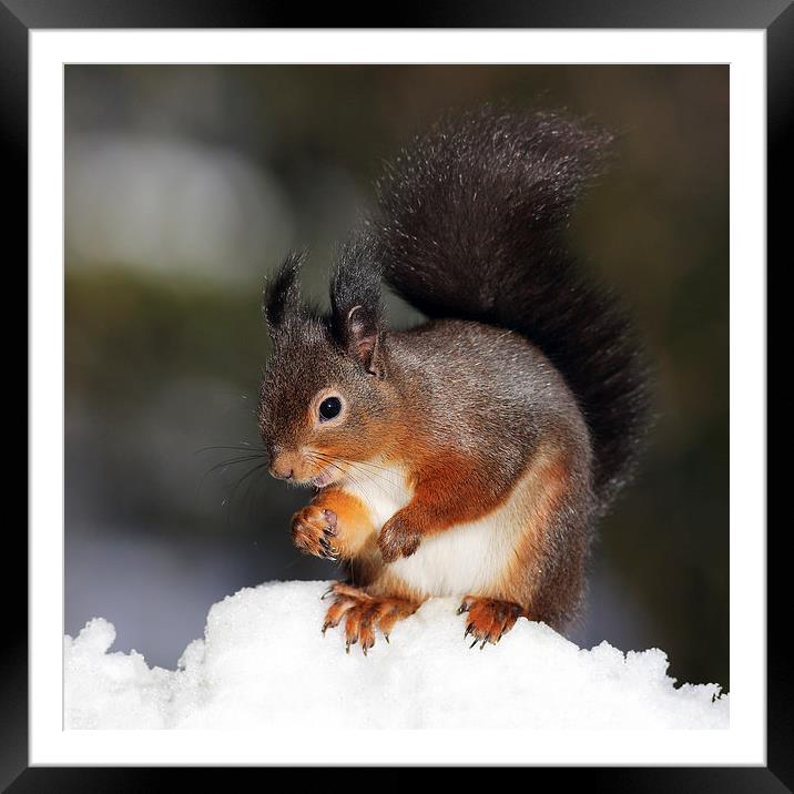 Red Squirrel in snow Framed Mounted Print by Grant Glendinning