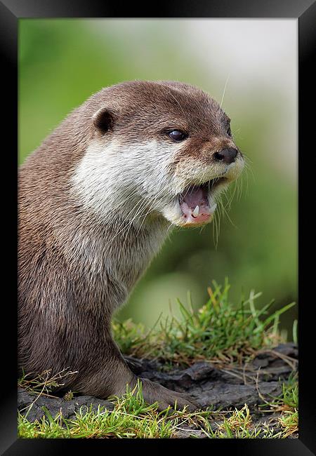  Otter portrait Framed Print by Grant Glendinning