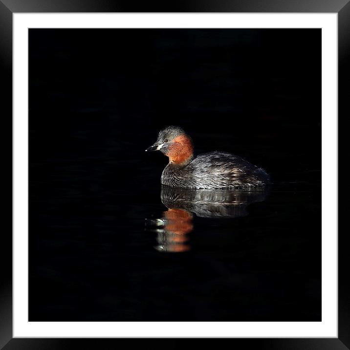 Little Grebe Framed Mounted Print by Grant Glendinning