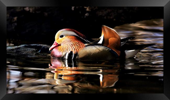Male Mandarin Duck Framed Print by Grant Glendinning