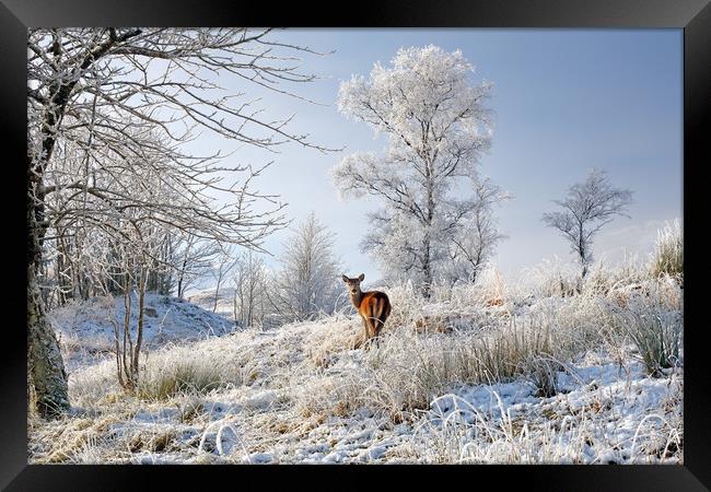 Glen Shiel Misty Winter Deer Framed Print by Grant Glendinning