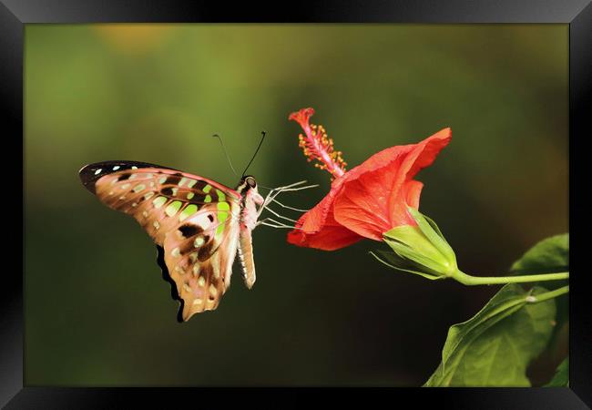 Tailed Jay Butterfly Framed Print by Grant Glendinning