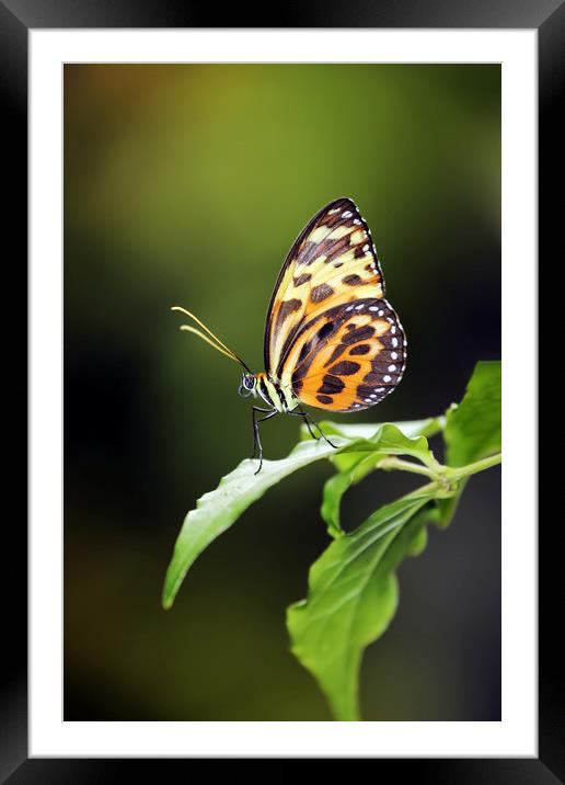 Harmonia Tiger Wing Framed Mounted Print by Grant Glendinning