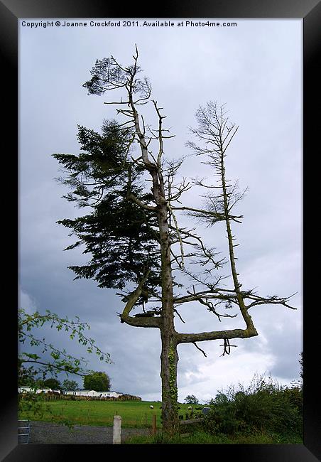 Unusual tree Framed Print by Joanne Crockford