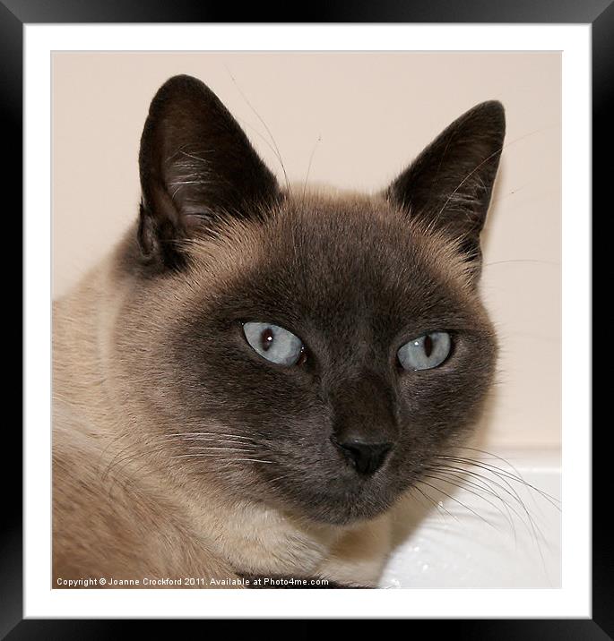 Max The Tonkinese Framed Mounted Print by Joanne Crockford