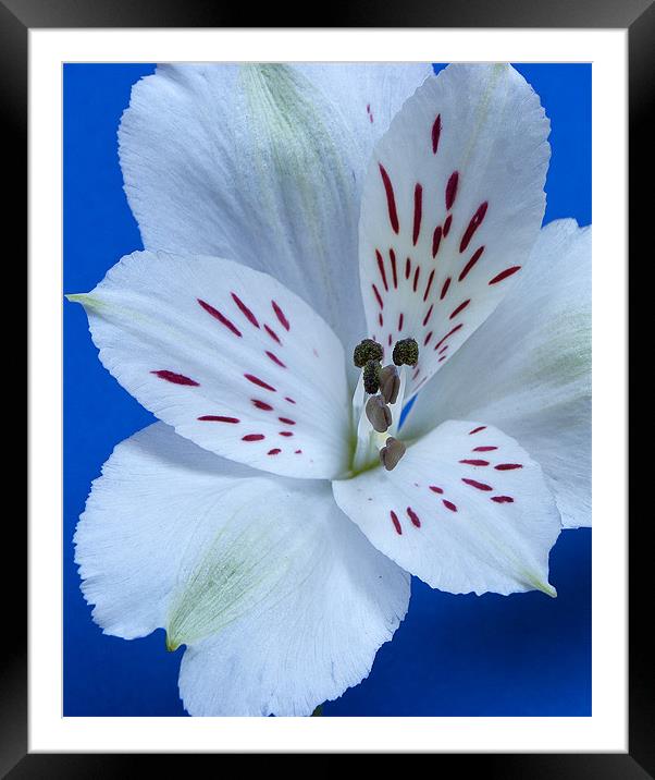 White Alstroemeria Framed Mounted Print by Joanne Crockford