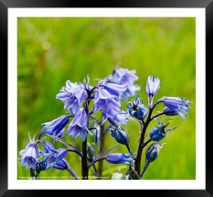 Bluebells Framed Mounted Print by Joanne Crockford