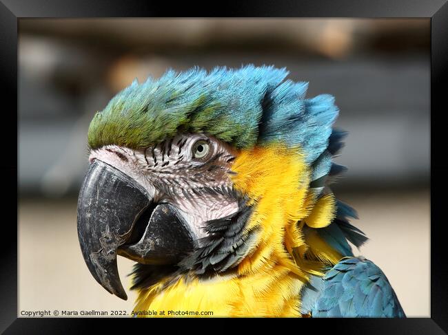 Blue and Yellow Macaw - closeup Portrait Framed Print by Maria Gaellman