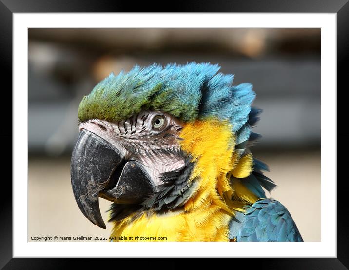 Blue and Yellow Macaw - closeup Portrait Framed Mounted Print by Maria Gaellman