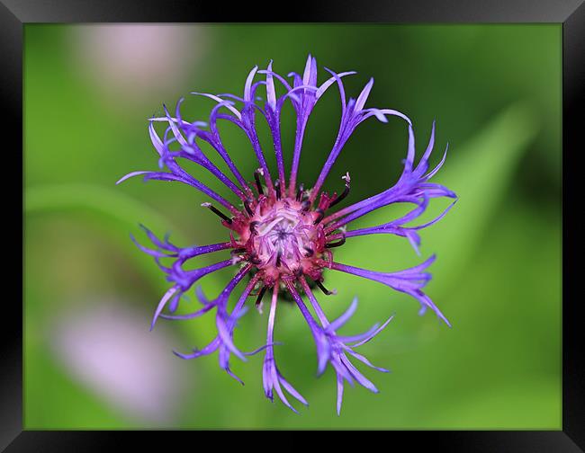 Cornflower Framed Print by Maria Gaellman