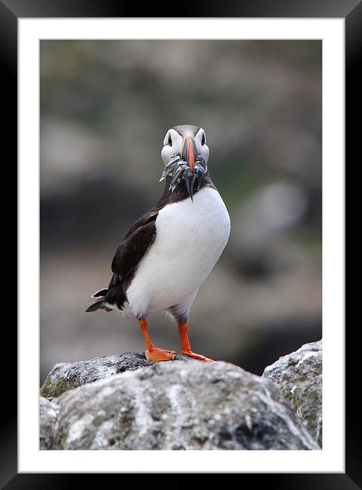 Atlantic Puffin with Sand eels on a Rock Framed Mounted Print by Maria Gaellman