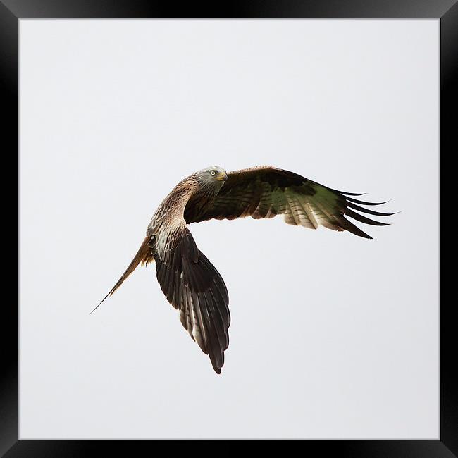 Red Kite in flight Framed Print by Maria Gaellman