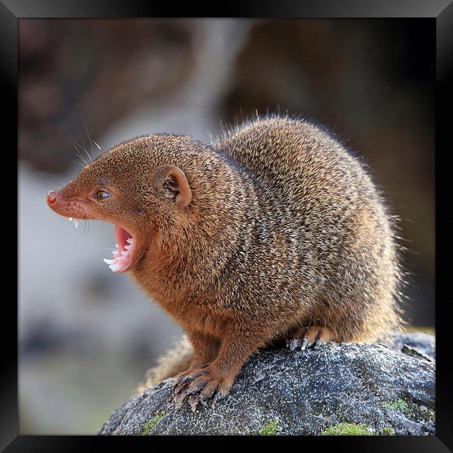 Common Dwarf Mongoose calling Framed Print by Maria Gaellman