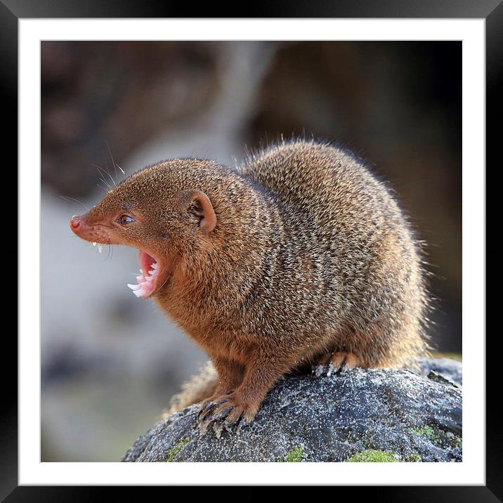 Common Dwarf Mongoose calling Framed Mounted Print by Maria Gaellman