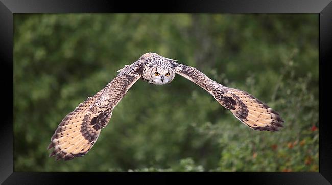 Bengal Eagle Owl in flight Framed Print by Maria Gaellman