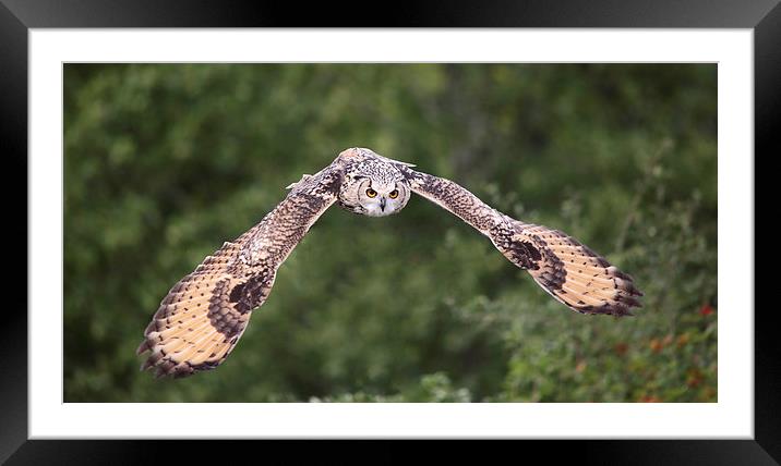 Bengal Eagle Owl in flight Framed Mounted Print by Maria Gaellman