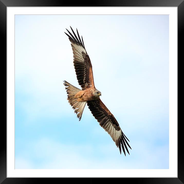 Red Kite in flight Framed Mounted Print by Maria Gaellman