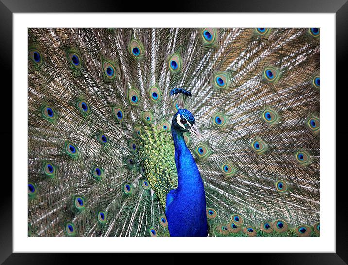 Peacock Framed Mounted Print by Maria Gaellman