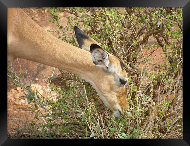 Feeding Time Framed Print by John Bridgewood