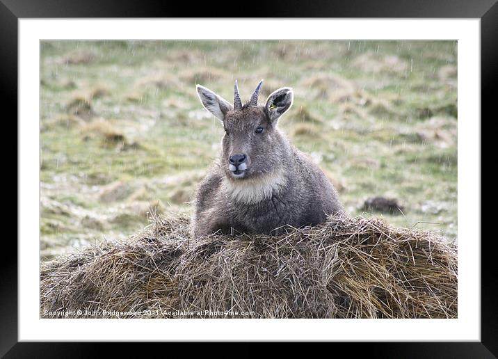 Chinese Goral in the rain Framed Mounted Print by John Bridgewood