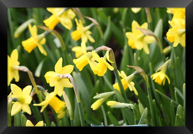 Narcissus Framed Print by John Bridgewood