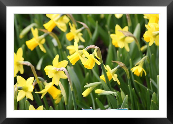 Narcissus Framed Mounted Print by John Bridgewood