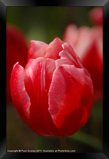 Tulips From Amsterdam Framed Print by Paul Scorey