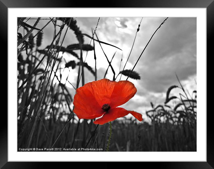 War Poppy Framed Mounted Print by Daves Photography