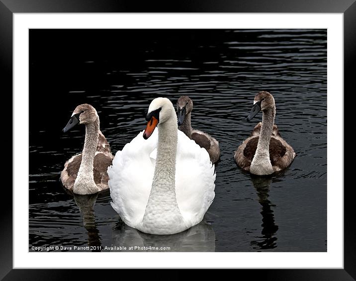 The Swan Family Framed Mounted Print by Daves Photography