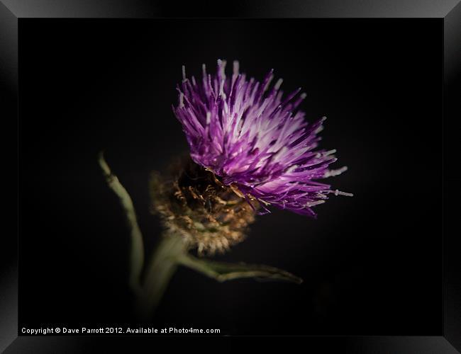 Thistle Portrait Framed Print by Daves Photography