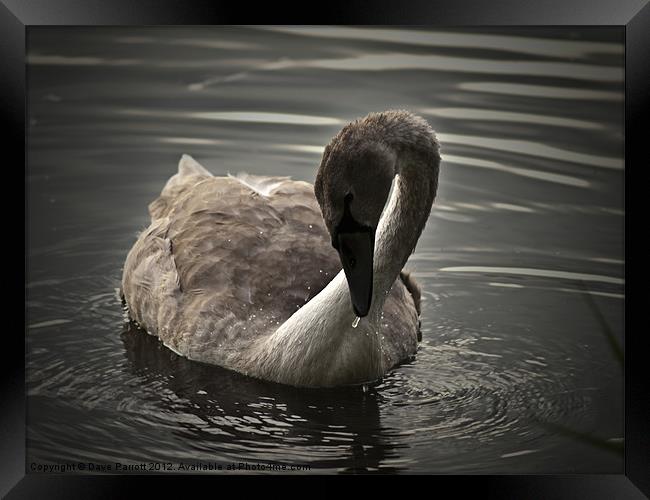 Swan Signet at Play Framed Print by Daves Photography