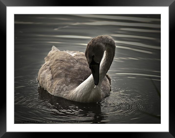 Swan Signet at Play Framed Mounted Print by Daves Photography