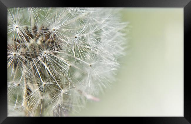 Dandelion Dream Framed Print by Daves Photography