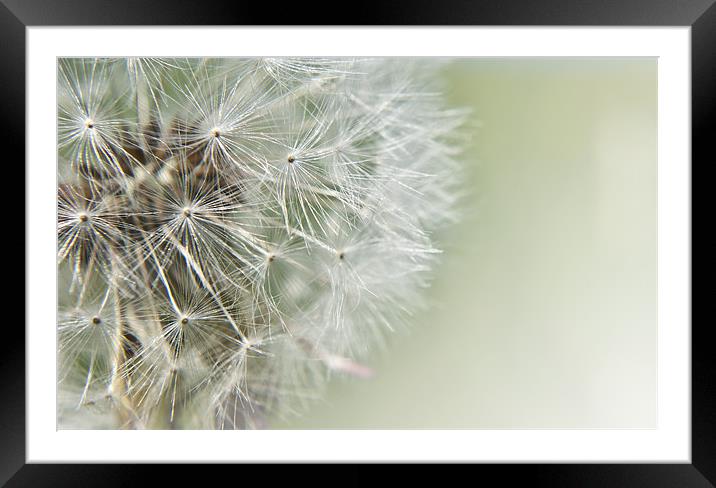 Dandelion Dream Framed Mounted Print by Daves Photography