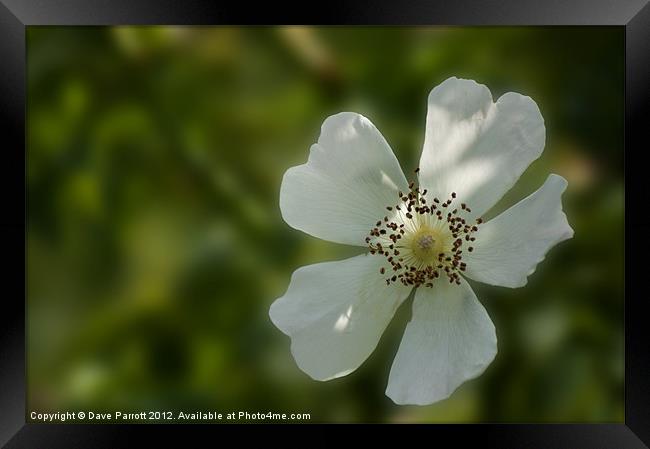Wild White English Rose Framed Print by Daves Photography